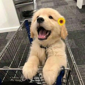 纯净之心