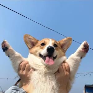可爱的小鸟