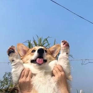 快乐的宝贝