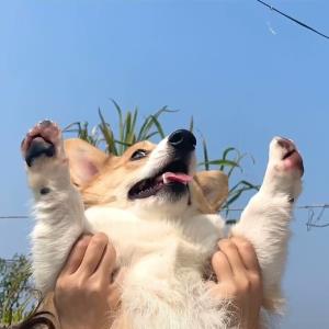 快乐的花儿