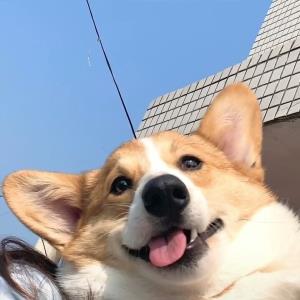 幸福的旋律