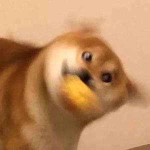 快乐的小兔子