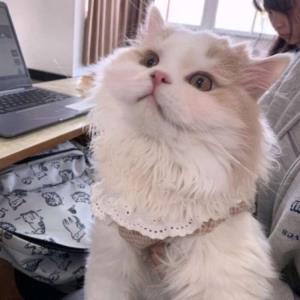 微笑的天使