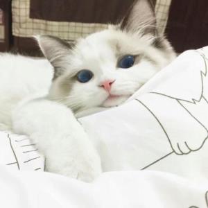 卓越的成就