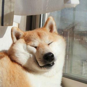 感恩的心情