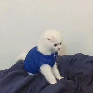 活力的小鸟