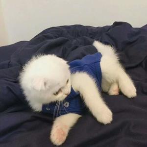 喜悦的生活