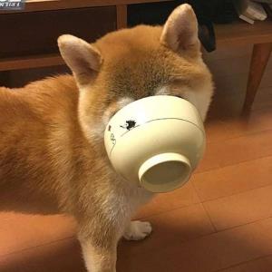 幸福的生命