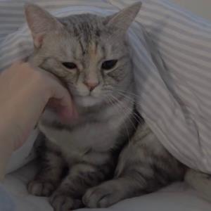快乐小鸟