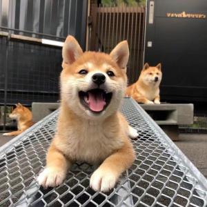 人生如梦