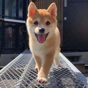 全力以赴