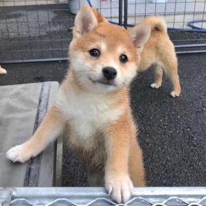 完美升级