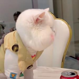 理想飞翔