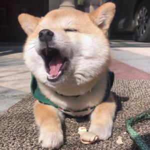 蒲公英的微笑