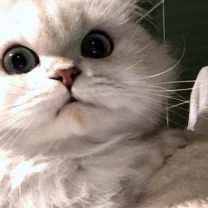忠诚坚韧