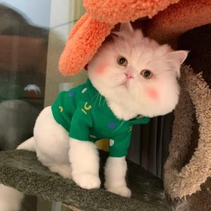 忘却烦恼