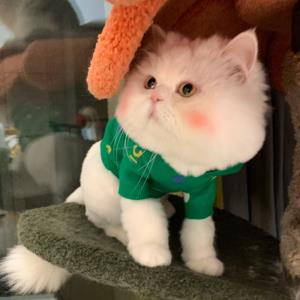 理想追寻