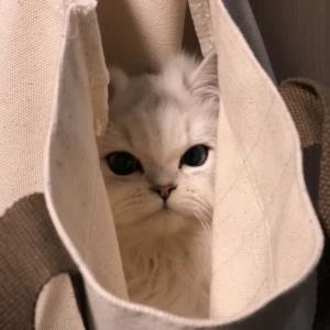 喜洋洋