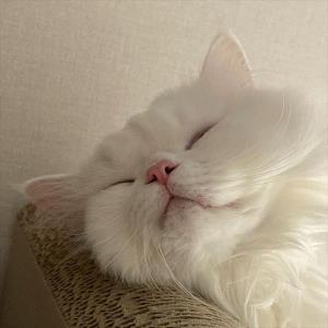 喜欢飞翔