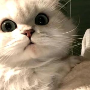纯爱永恒