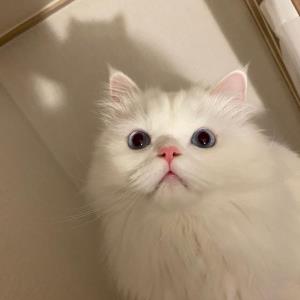 独立自由