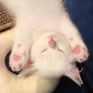 心有所爱