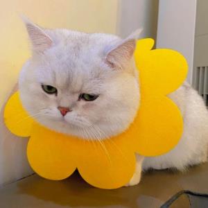 梦想起航