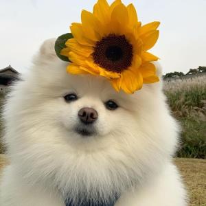 记忆的美好