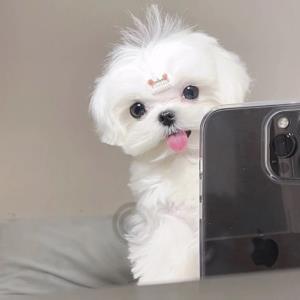 纯真梦想