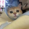 紫茜