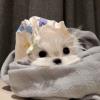 小鹿