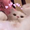 小梅