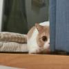 小猫