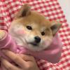 玉瑶