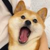 紫莲
