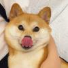 紫翎