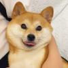 紫梧