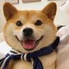 紫鸾