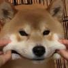 紫悦