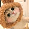 莎莎