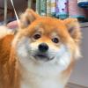 小洛