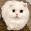 天行