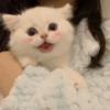 梦之盼