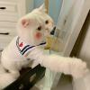 心中的小猫