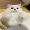 纯真的小蜜蜂