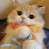 温暖的小猪