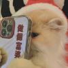 金色阳光
