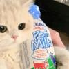 绝对之美