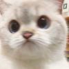 红色迷情