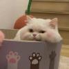 甜美之吻